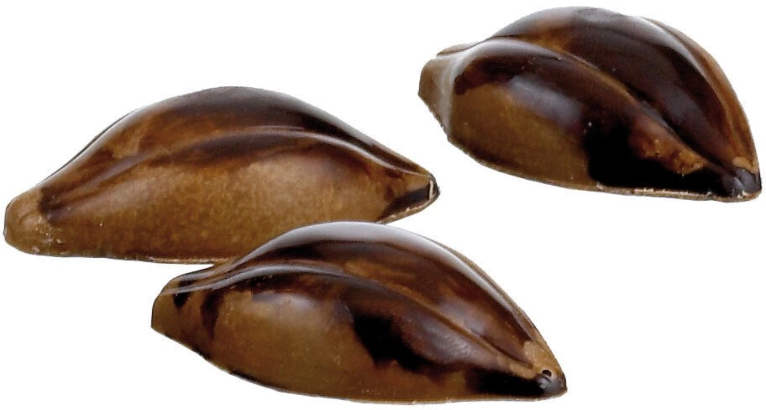 Form3X8 Kakaoschoten 47,5X26X1