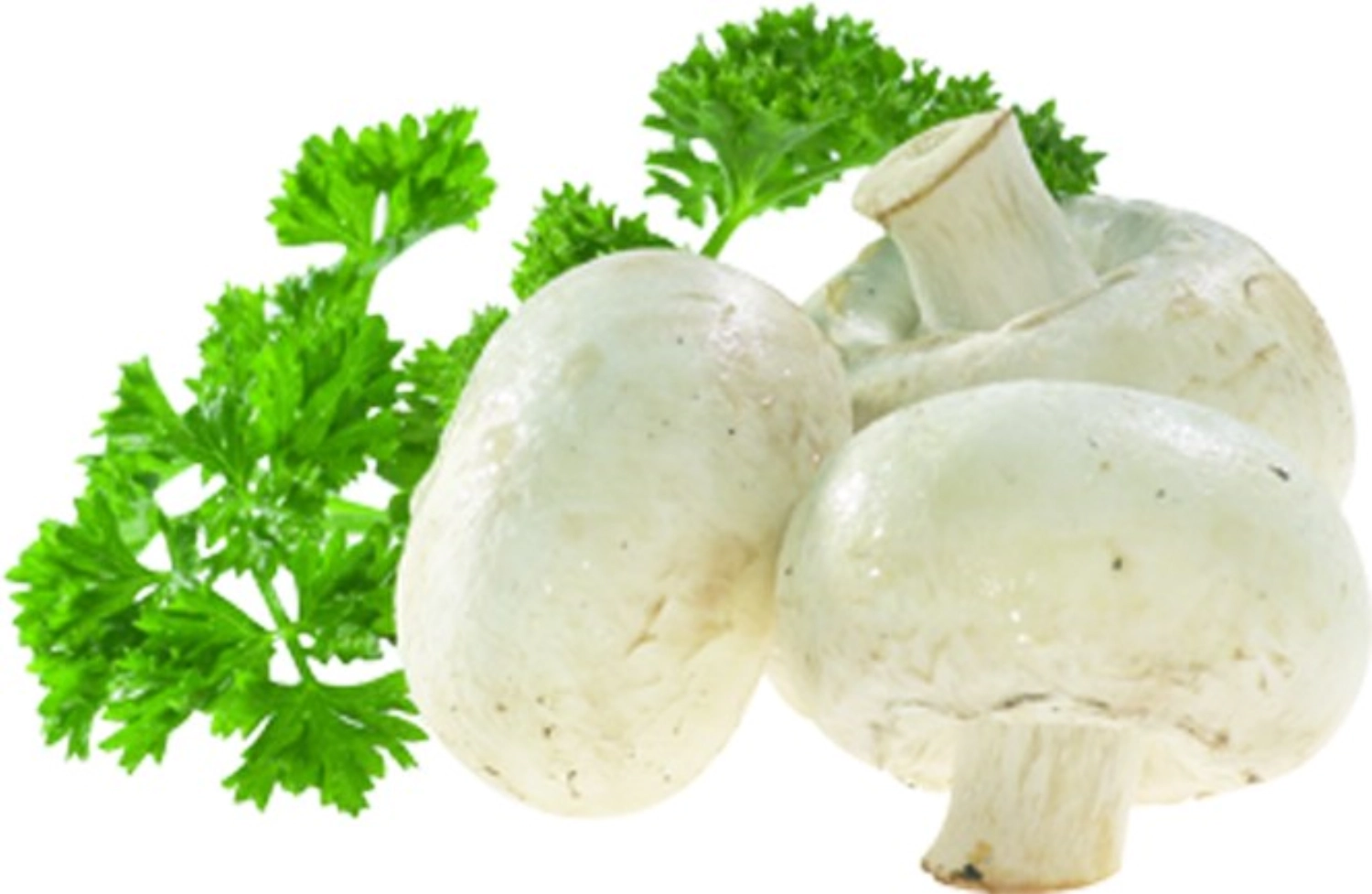 Champy Pilz- und Gemüse Reinigungsbürste