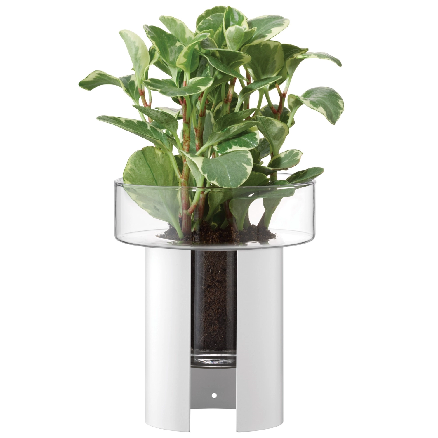 Pflanzentopf Terrazza H22 D19 cm klar/weiss