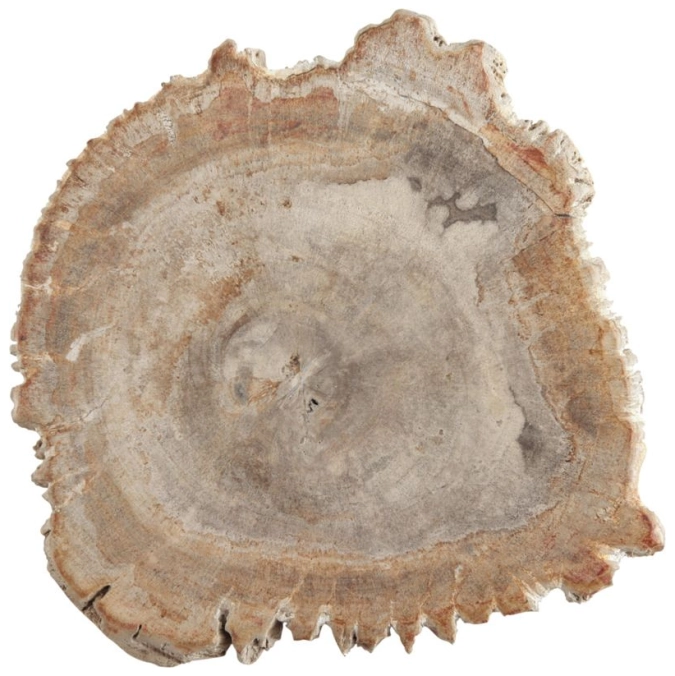 Holzplatte versteinert